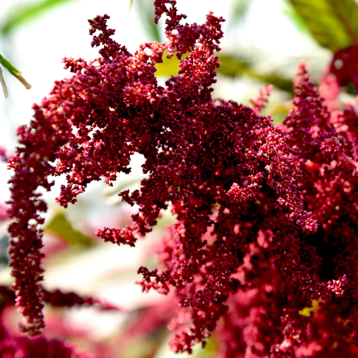 Amaranth Seeds (Red) 5