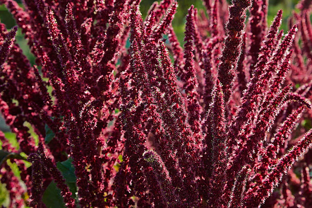 Amaranth Seeds (Red) 6