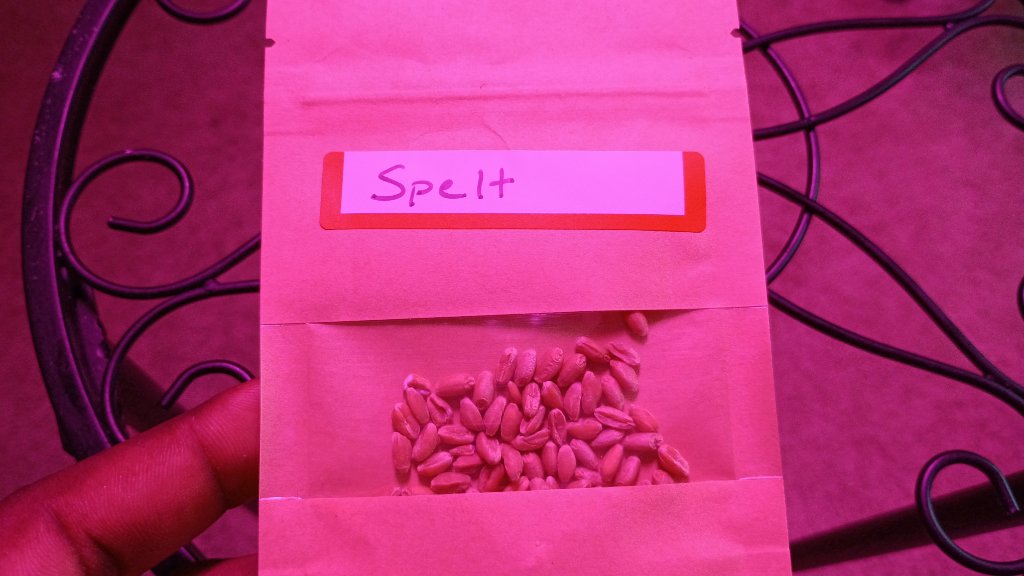 Spelt Seeds 5