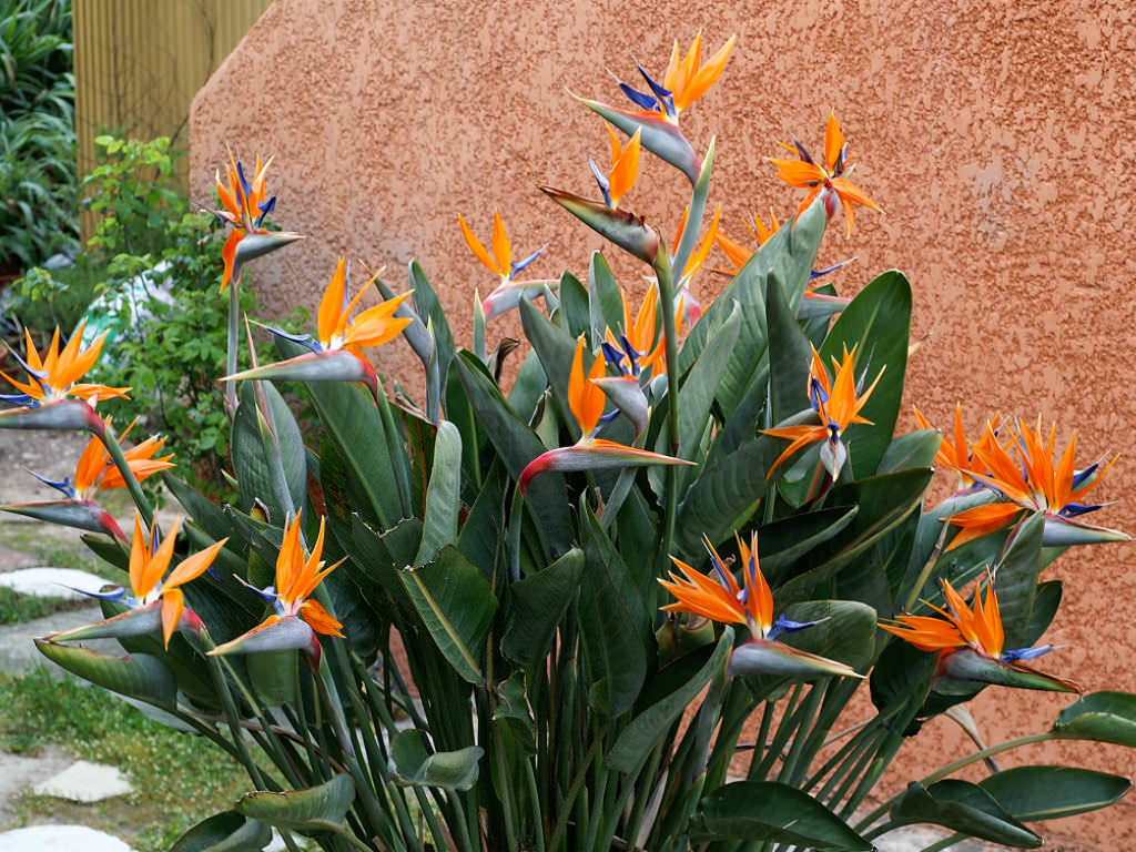 Bird Of Paradise 3