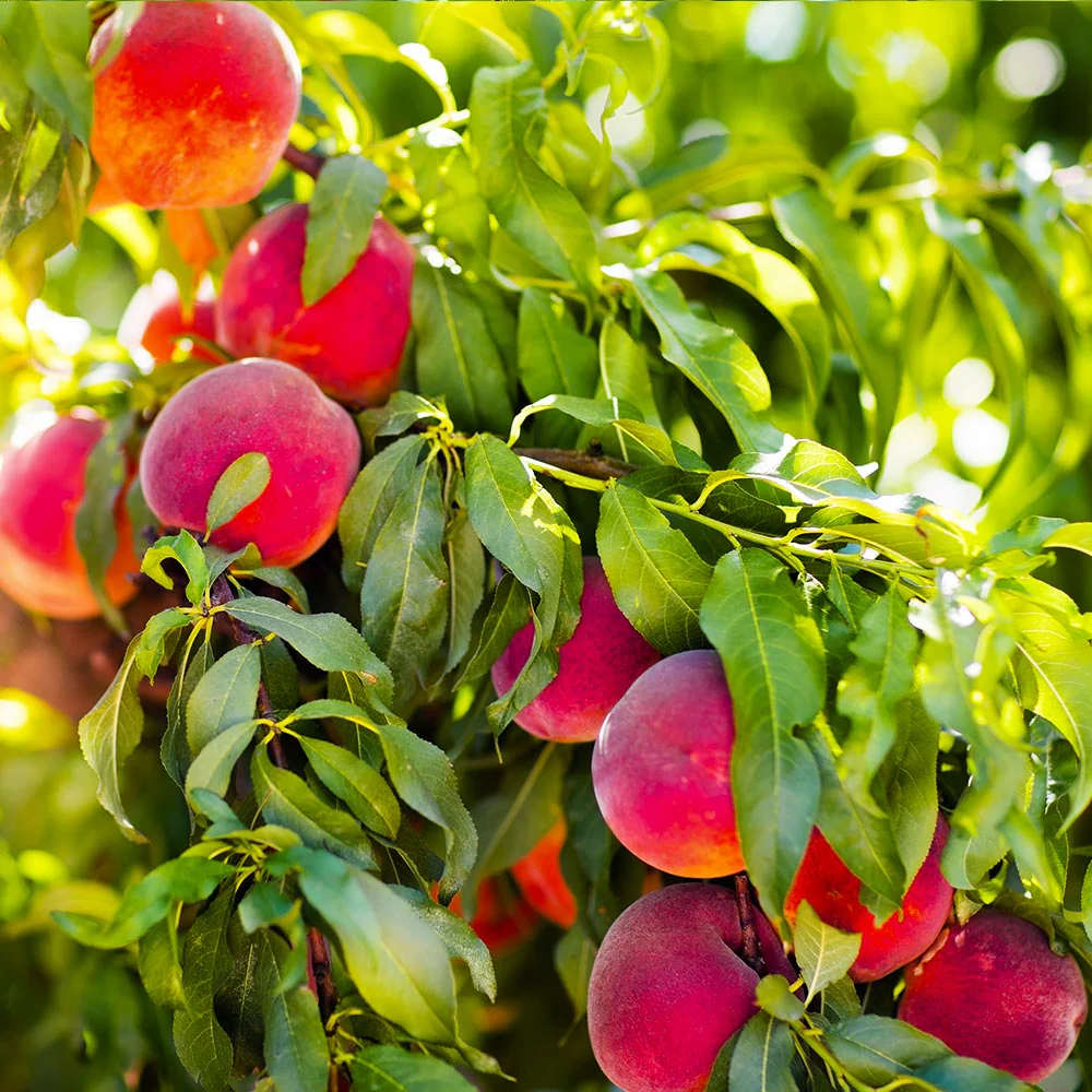 Peach Seed: Stone Fruit 4