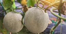 Cantaloupe Seeds 3