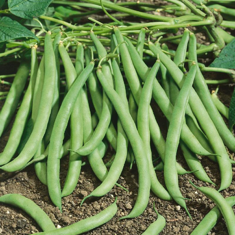 Bush Green Beans 3