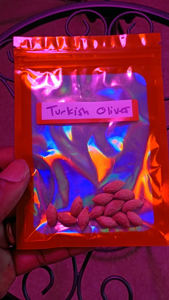 Turkish Olive Seeds 3