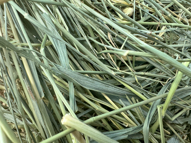 Close-up texture of Grass / Alfalfa Mix
