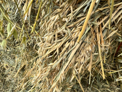 Close-up texture of Small Grain, Corn Stalks & Straw
