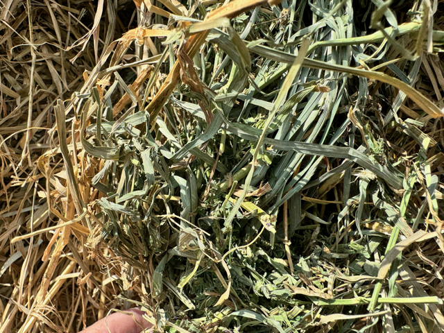 Close-up texture of Grass / Alfalfa Mix