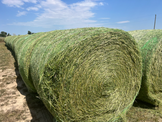 Close-up texture of Good Ranch Hay