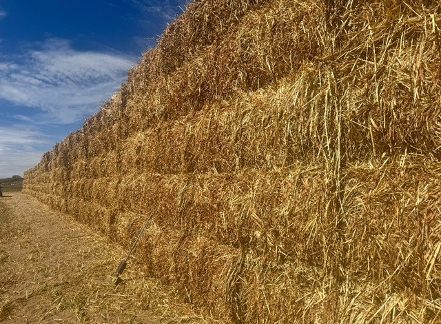 Close-up texture of Millet Hay