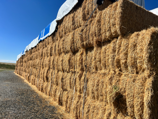 Close-up texture of Good Ranch Hay