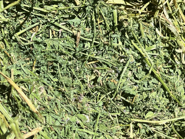 Close-up texture of Supreme Hay