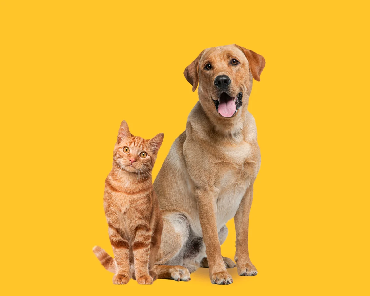 Happy pets