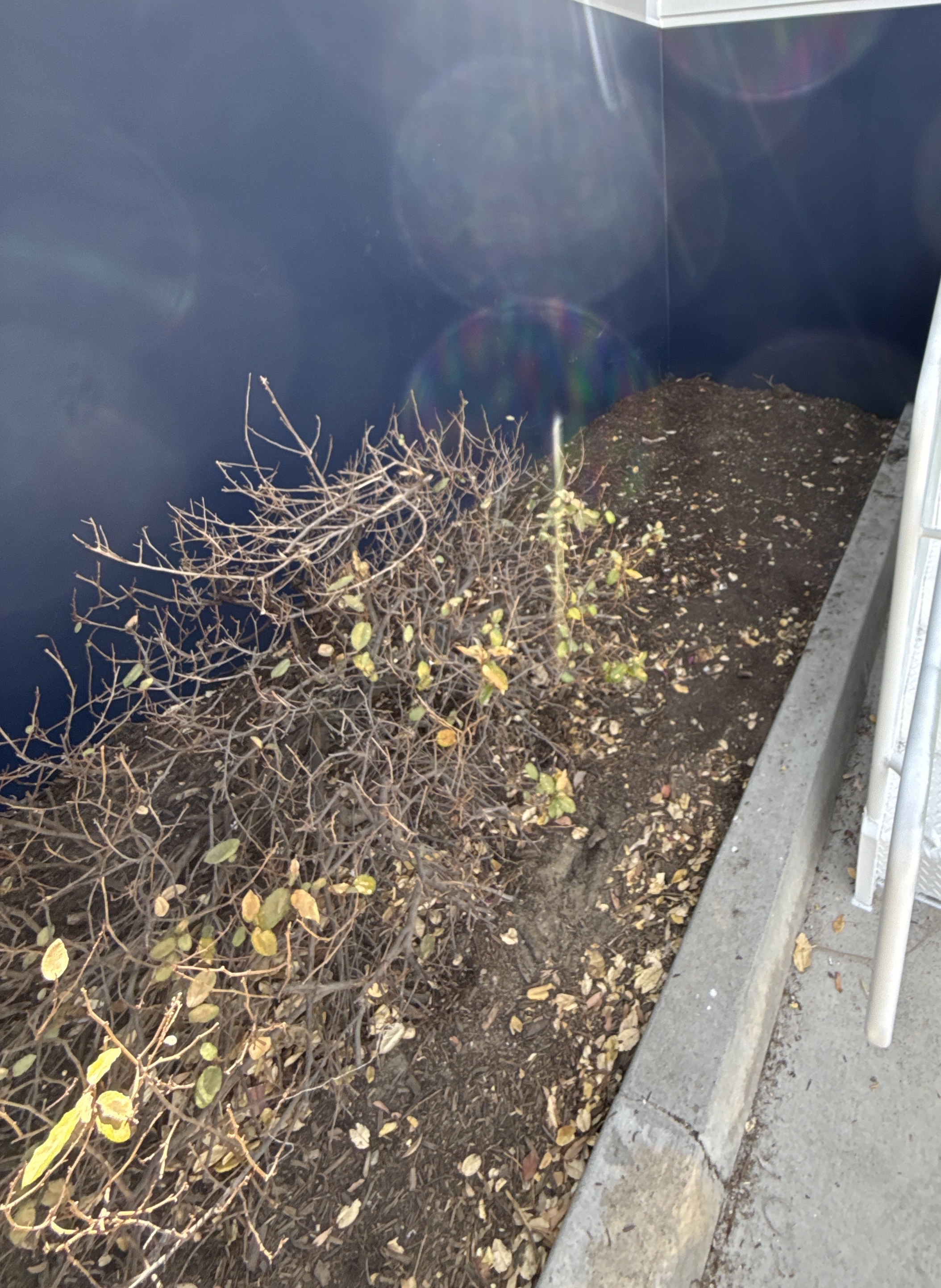Bicycles and trash dumped in a planting bed - after cleanup
