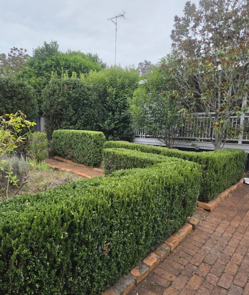 Formal Box Hedge Design