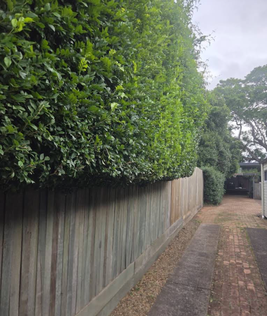 Privacy Hedge Maintenance