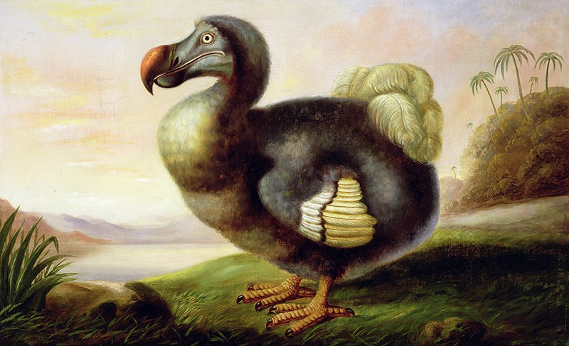 The Dodo