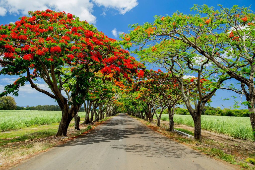 Road lined with flowering Royal Poinciana trees in Mauritius
