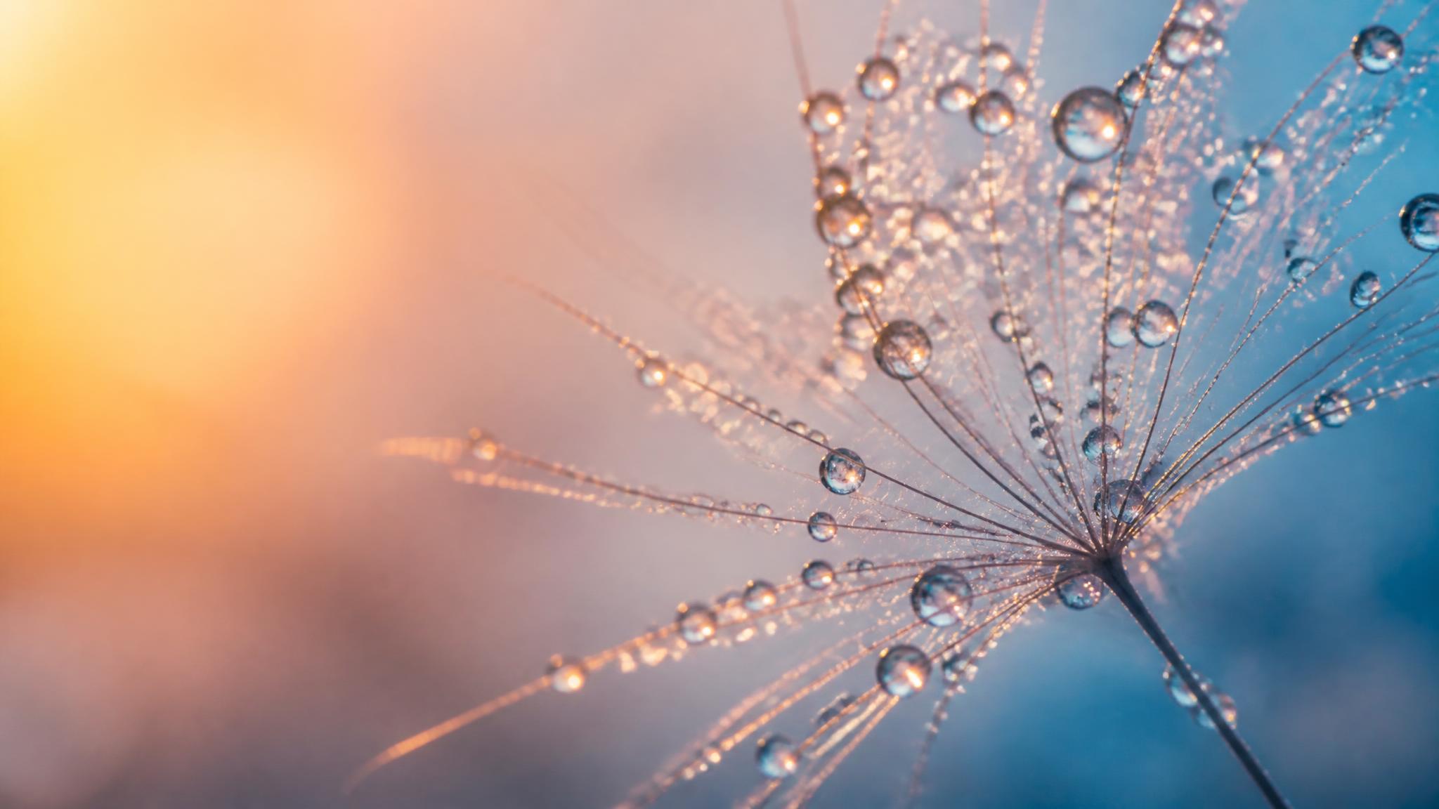 Dew drops beaded along fine strands of grass, backlit in warm and cool light