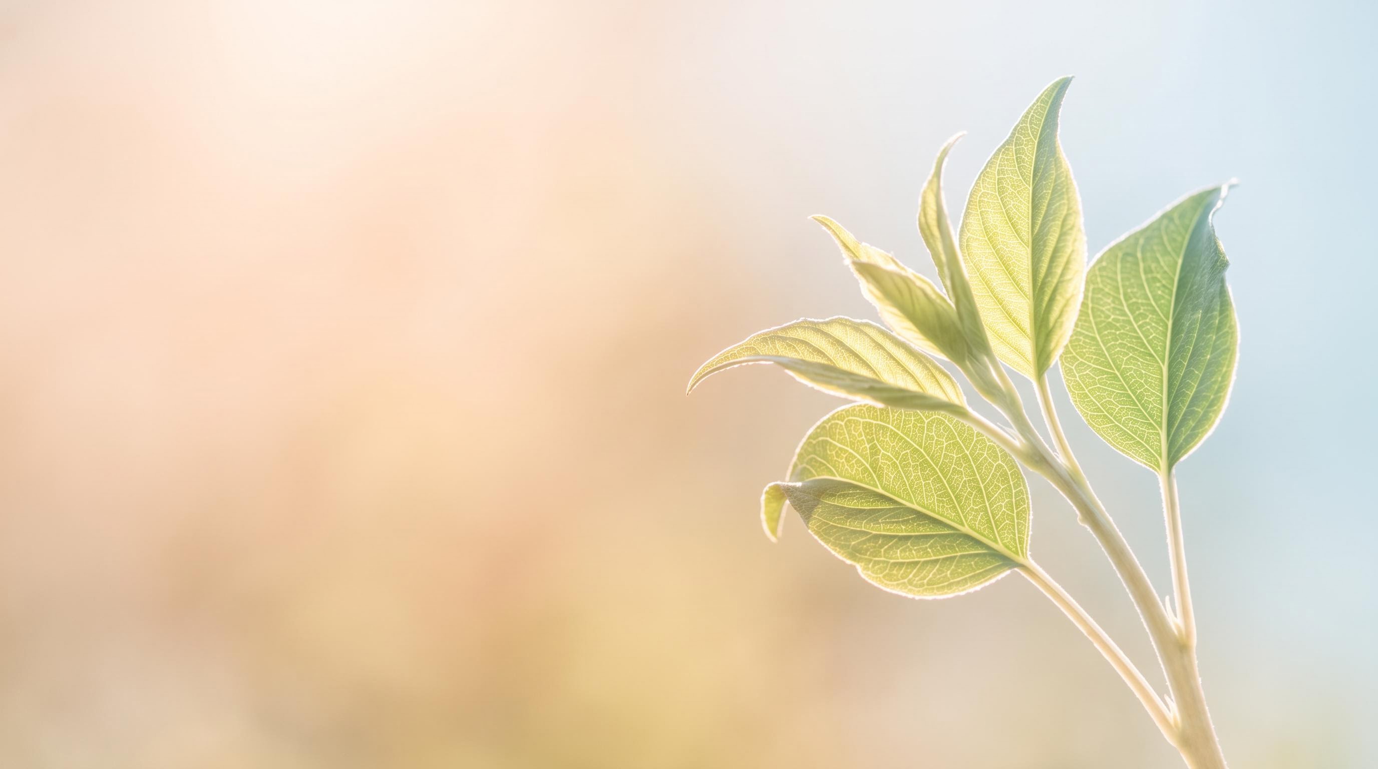 A spray of fresh green leaves with sunlight showing their veins