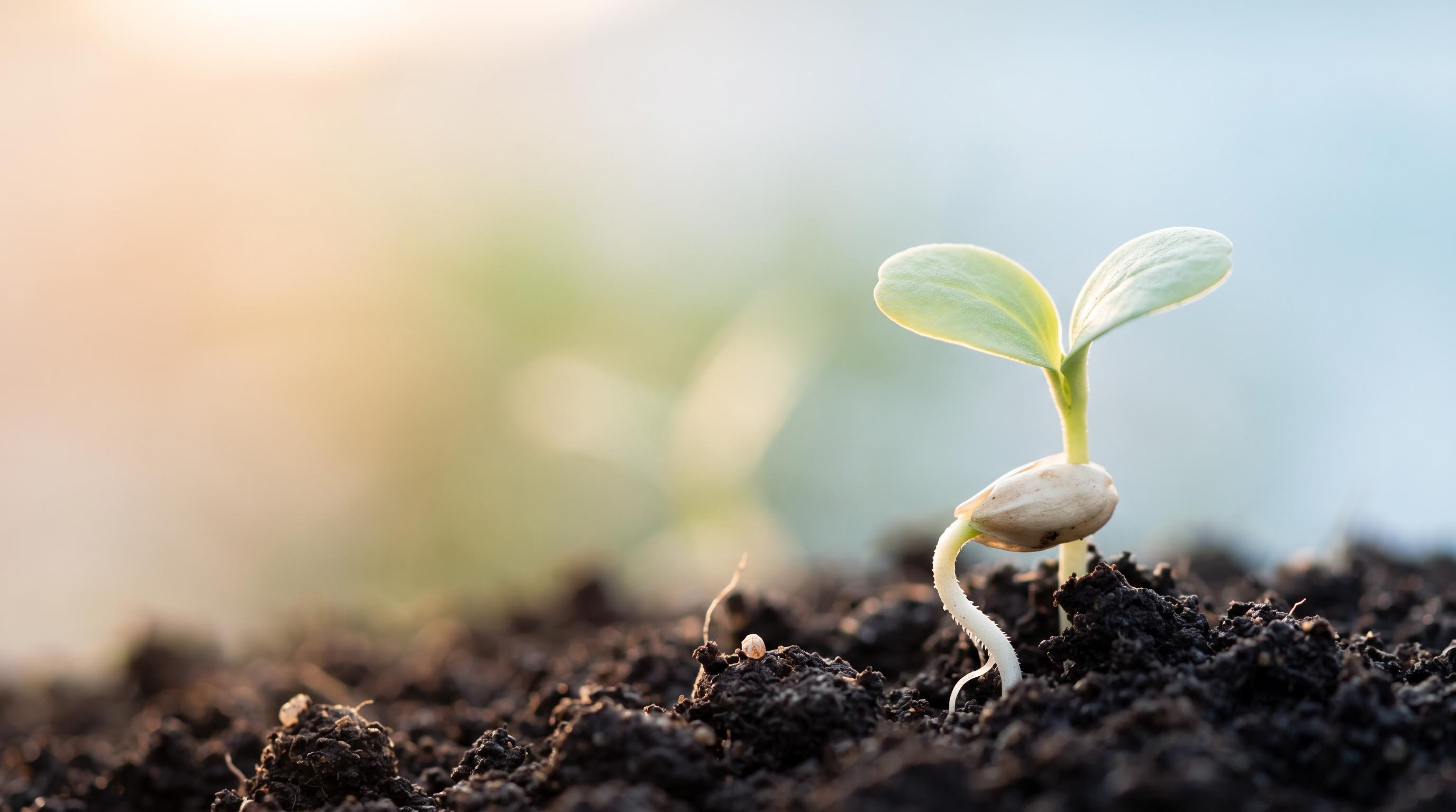 A sprouting seed with its first root and two small leaves emerging from the husk