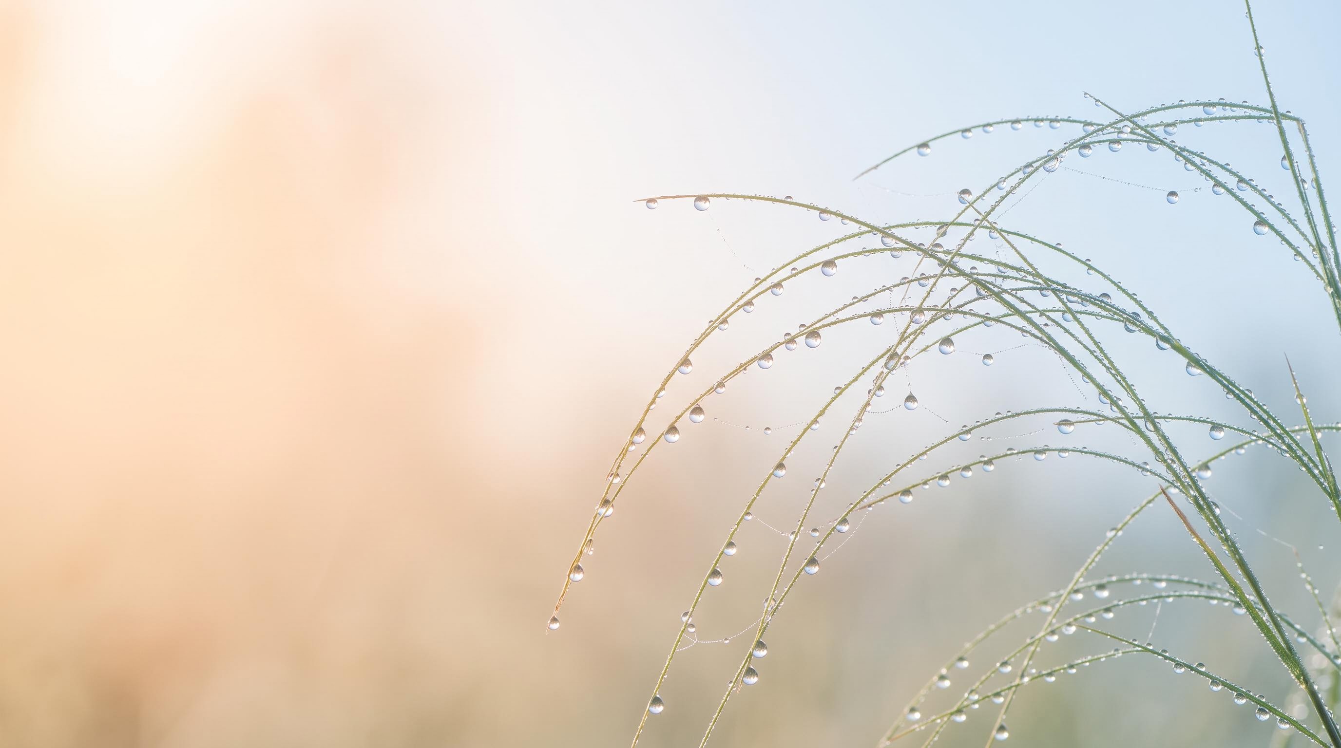 Dew drops along fine strands of grass, lit from behind