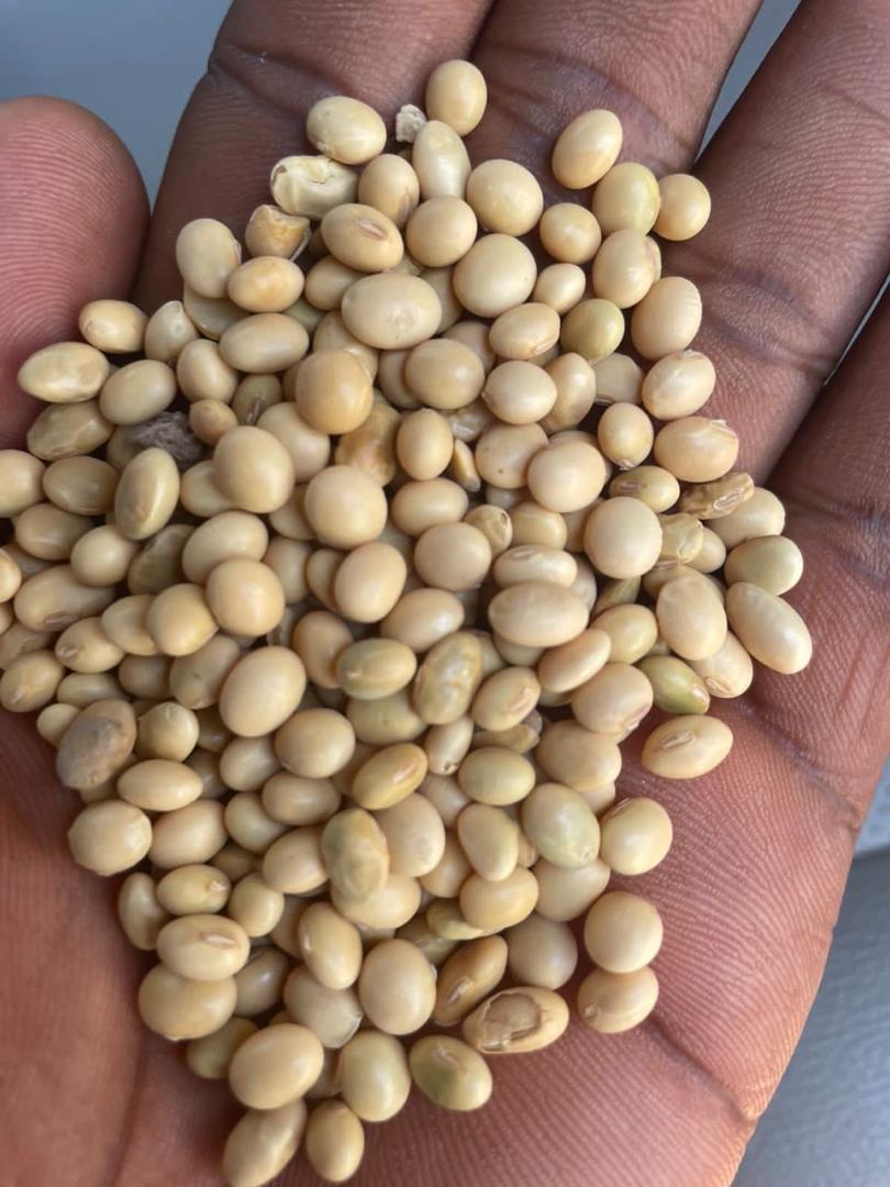 Hand holding raw soybeans