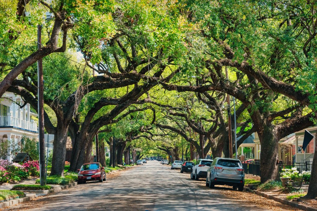 Houston tree-lined street