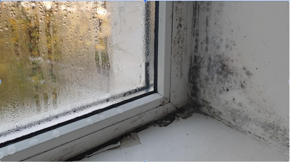 Mold 101 for Philadelphia Landlords