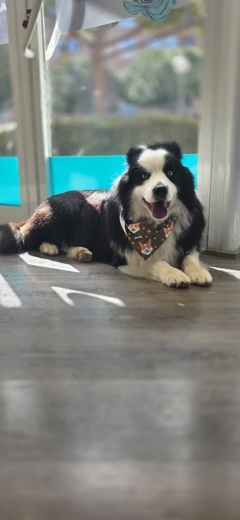 Vitality Pethouse - mascota 34