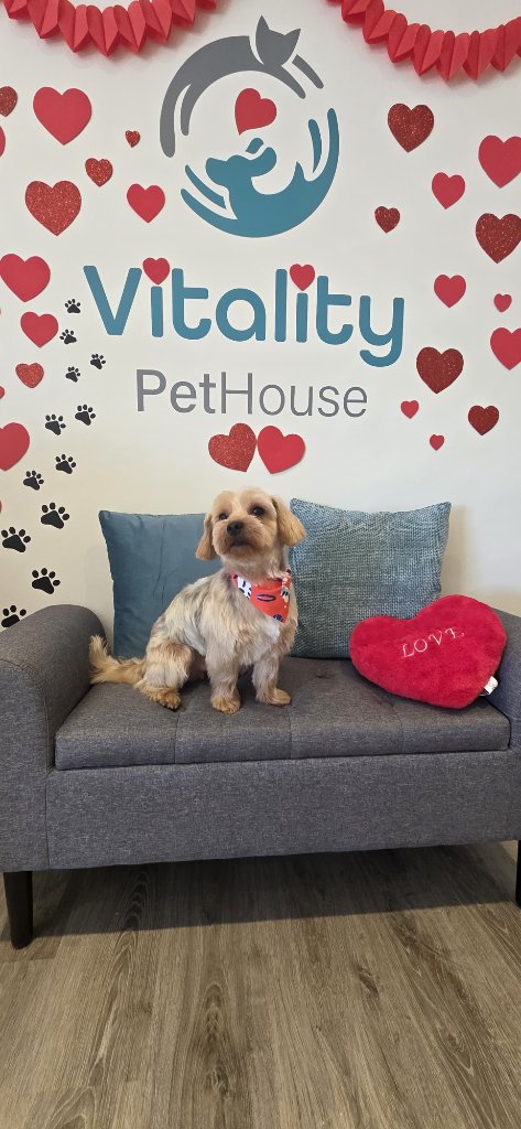 Vitality Pethouse - mascota 3