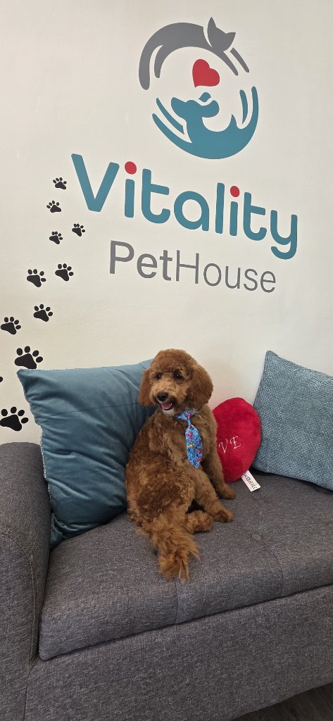 Vitality Pethouse - mascota 47