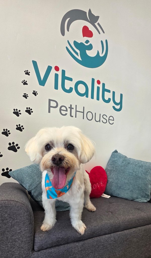Vitality Pethouse - mascota 41