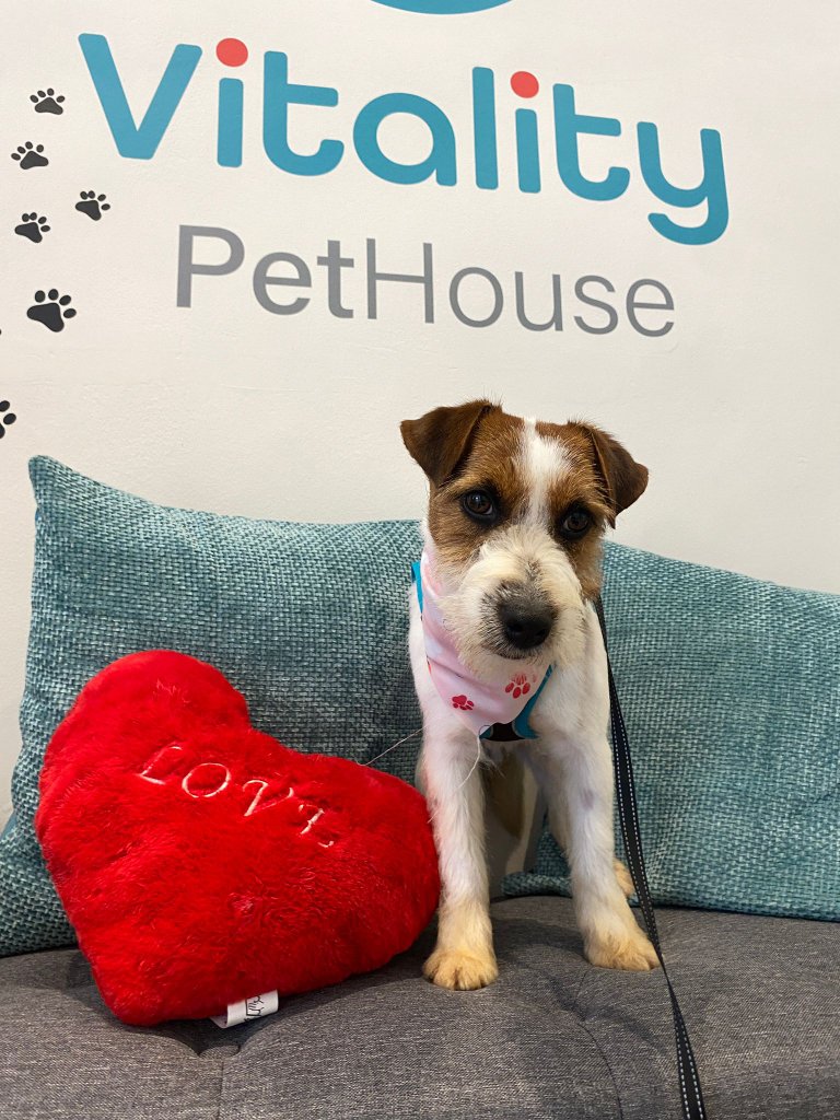 Vitality Pethouse - mascota 46