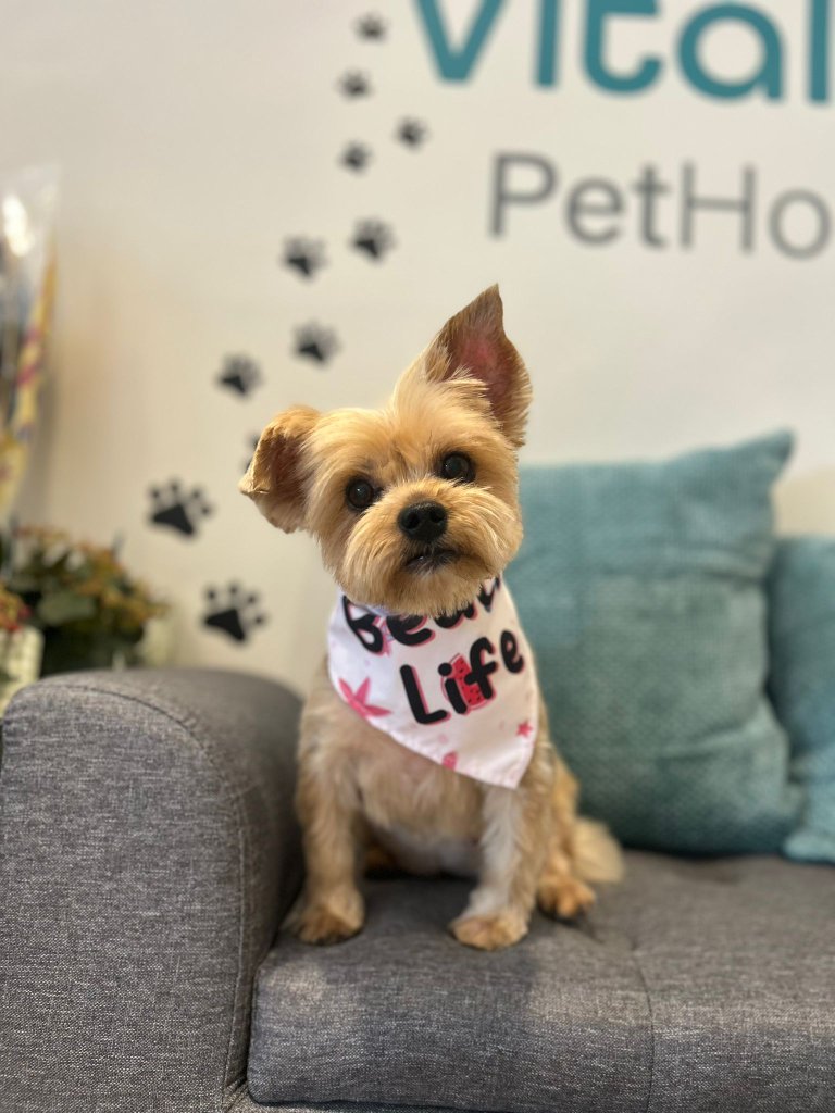 Vitality Pethouse - mascota 21
