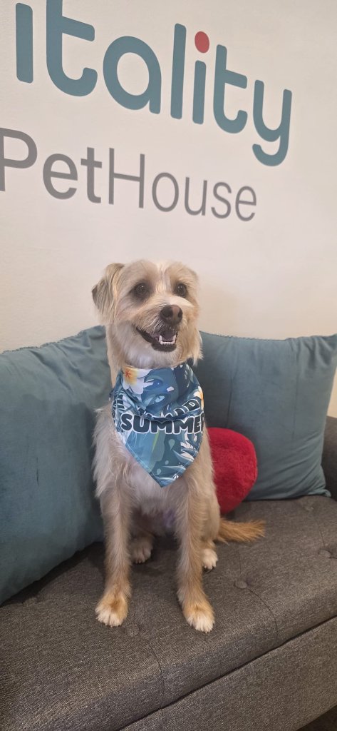 Vitality Pethouse - mascota 23