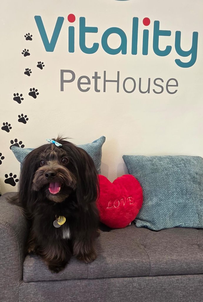Vitality Pethouse - mascota 29