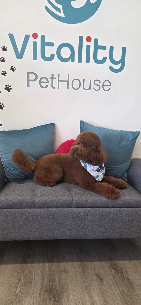 Vitality Pethouse - mascota 42