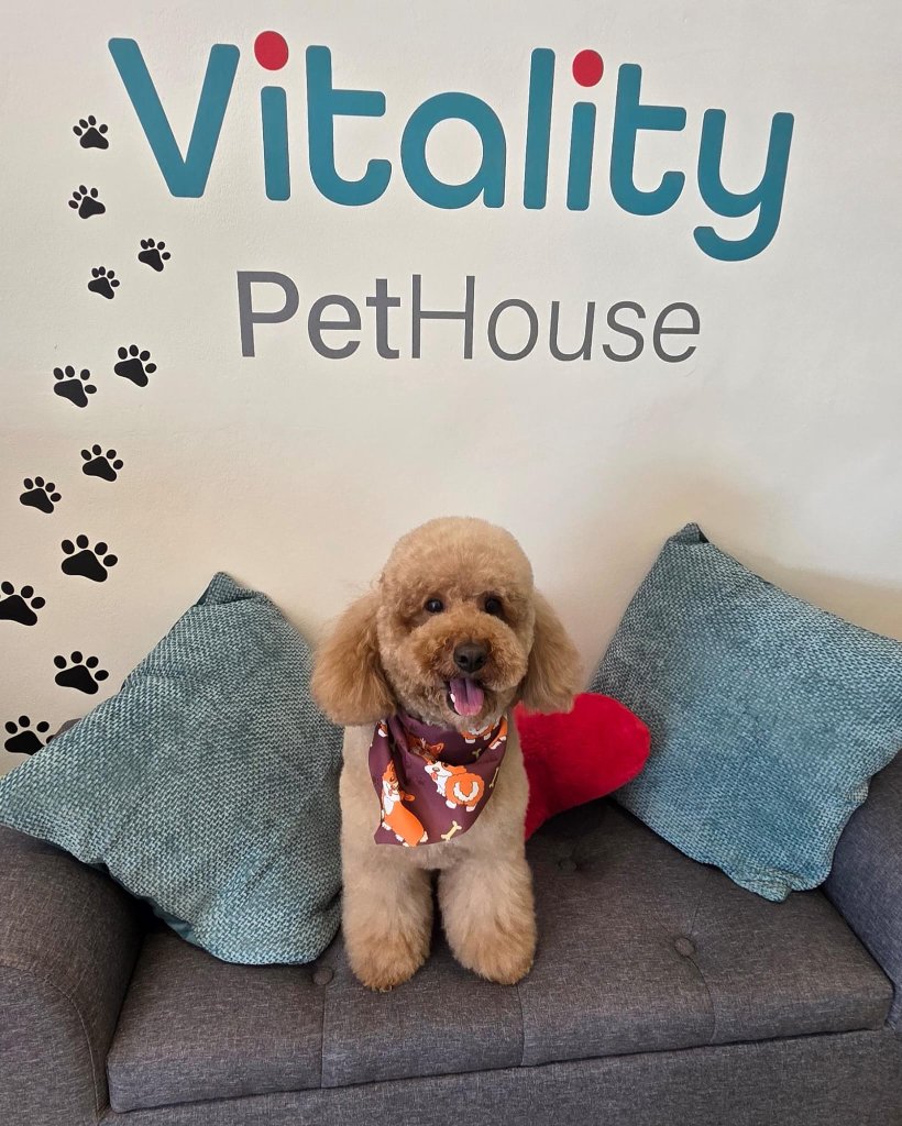 Vitality Pethouse - mascota 4