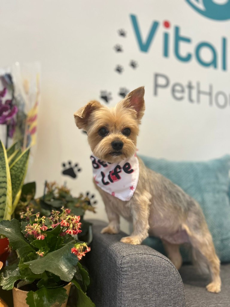Vitality Pethouse - mascota 39