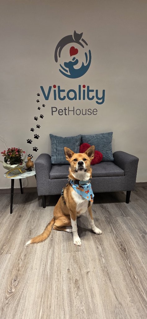 Vitality Pethouse - mascota 32