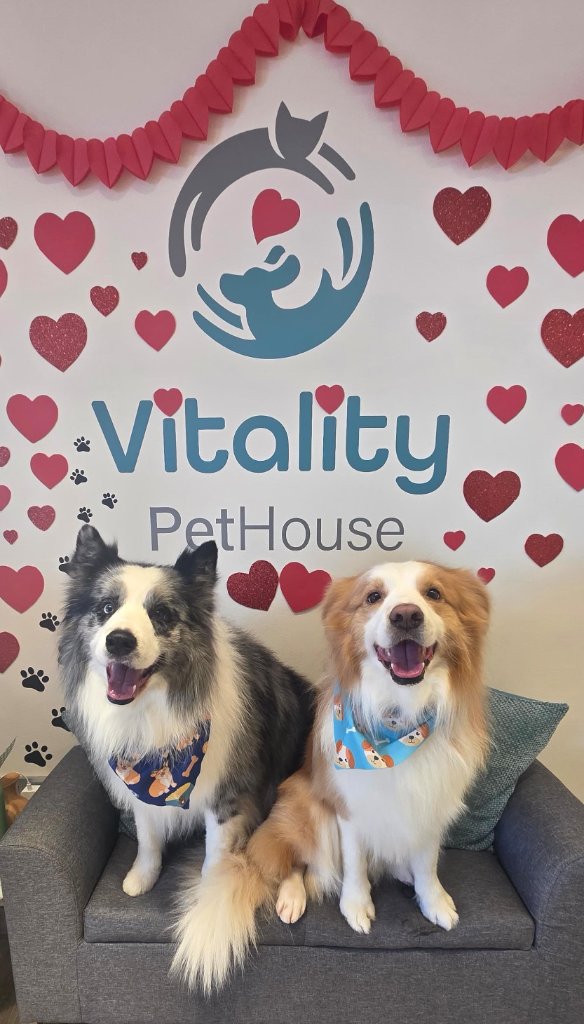 Vitality Pethouse - mascota 37