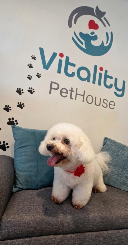 Vitality Pethouse - mascota 7