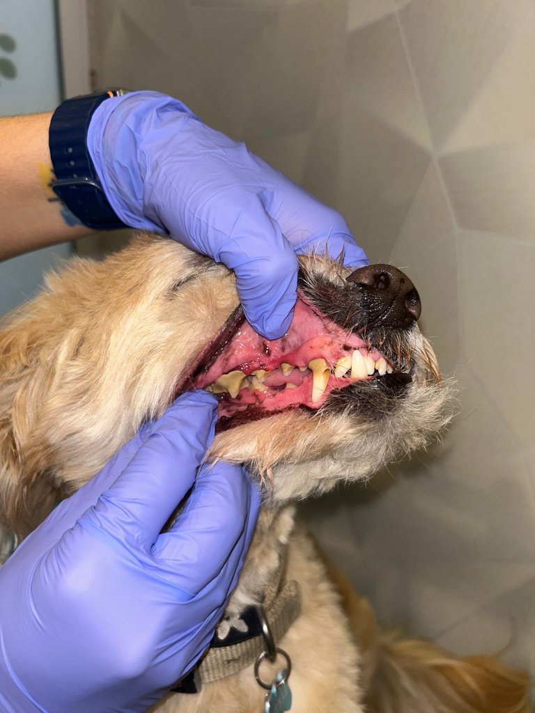 Después de limpieza dental sin anestesia