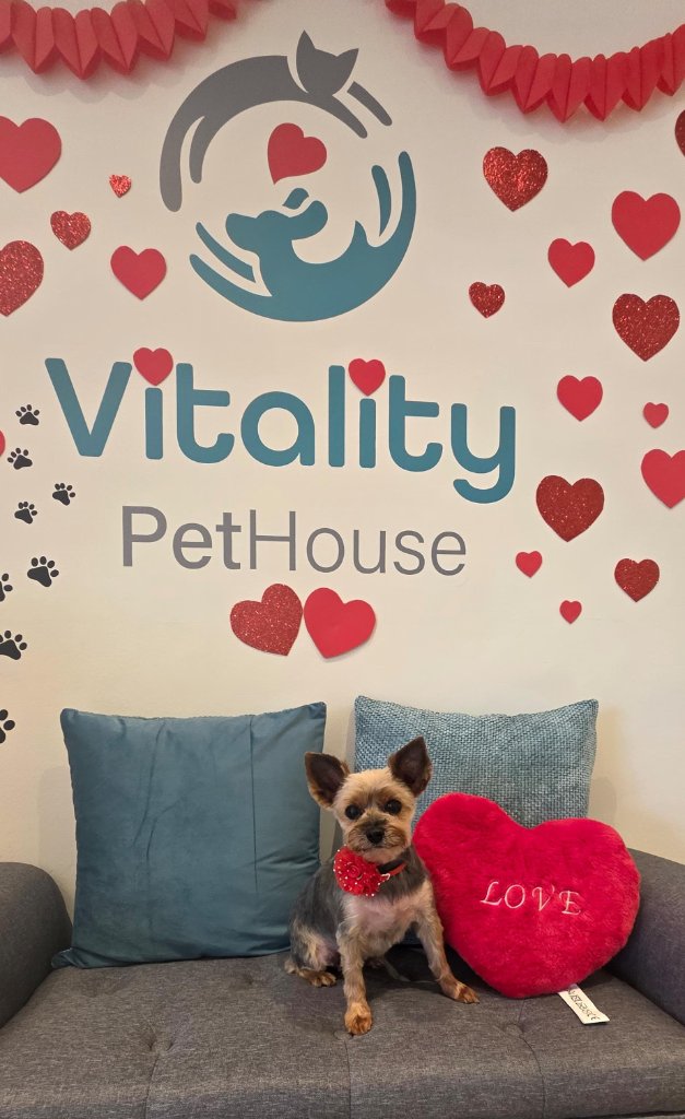 Vitality Pethouse - mascota 11