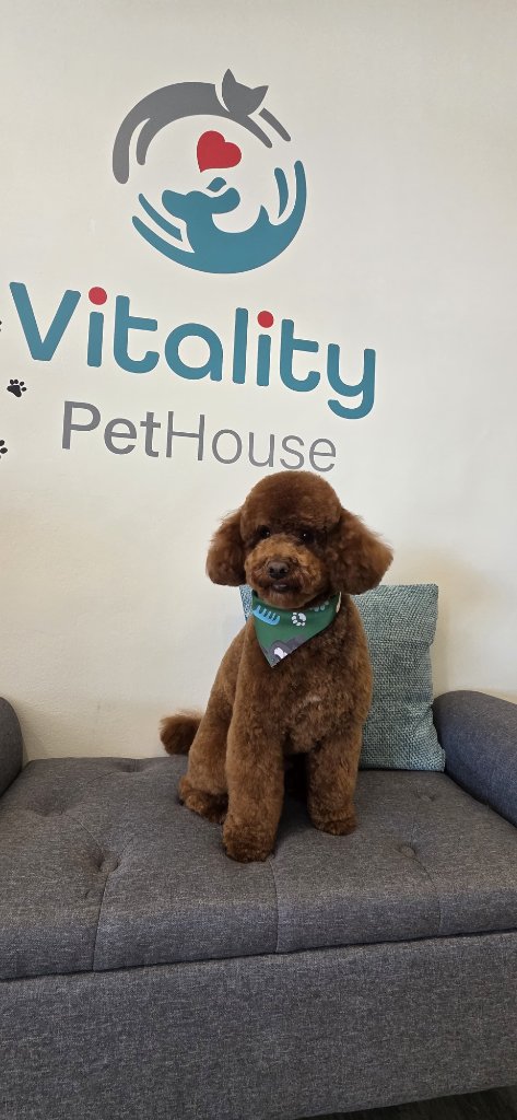 Vitality Pethouse - mascota 45