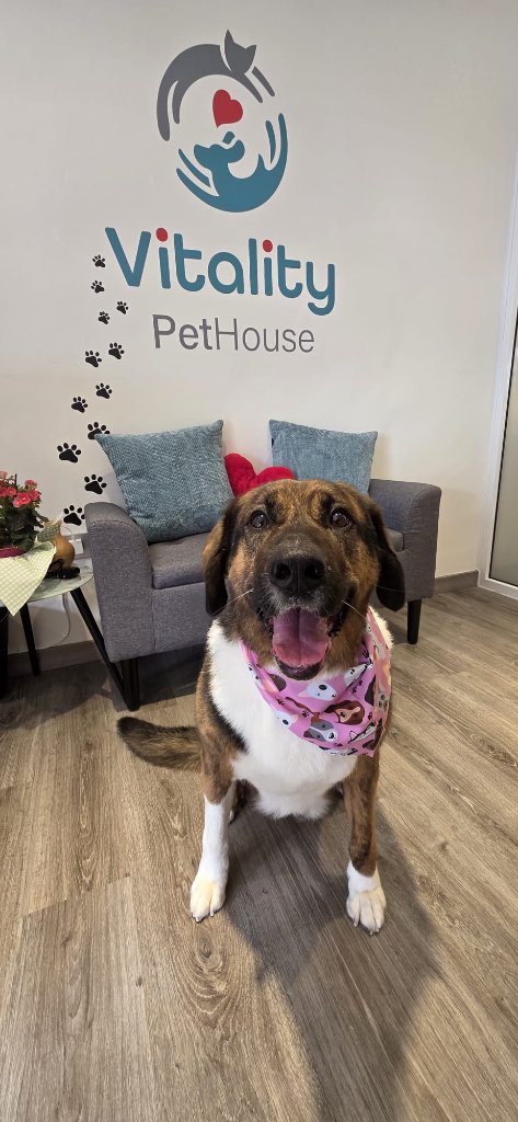 Vitality Pethouse - mascota 14