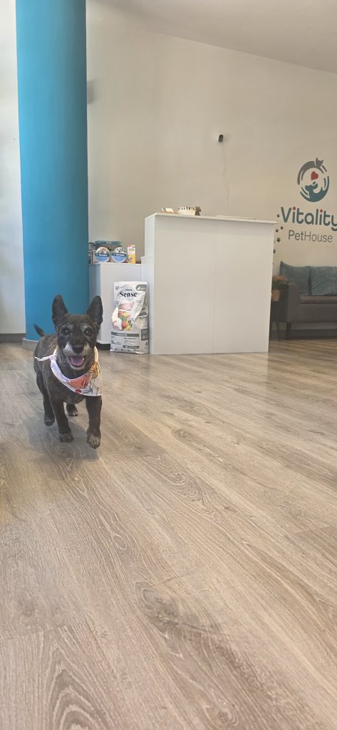 Vitality Pethouse - mascota 40