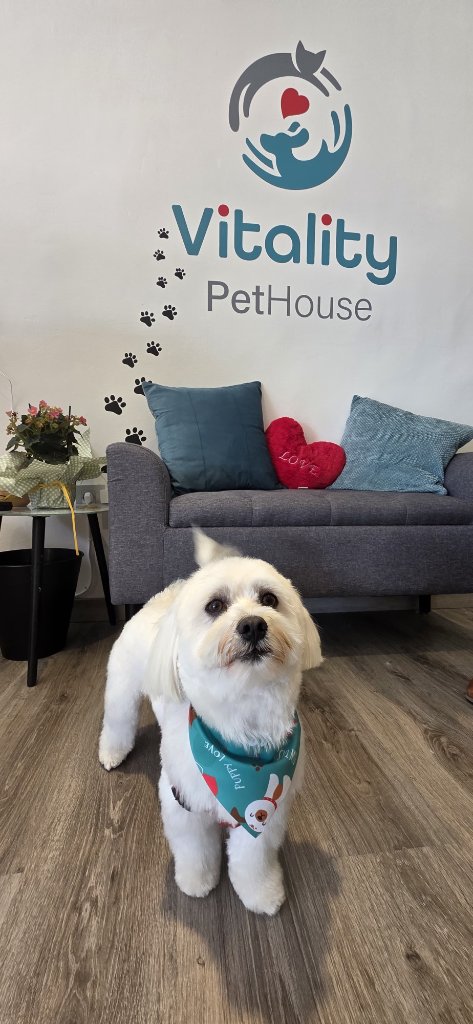 Vitality Pethouse - mascota 33
