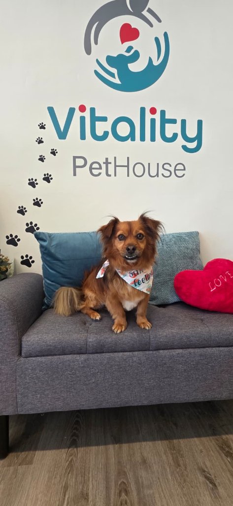 Vitality Pethouse - mascota 17