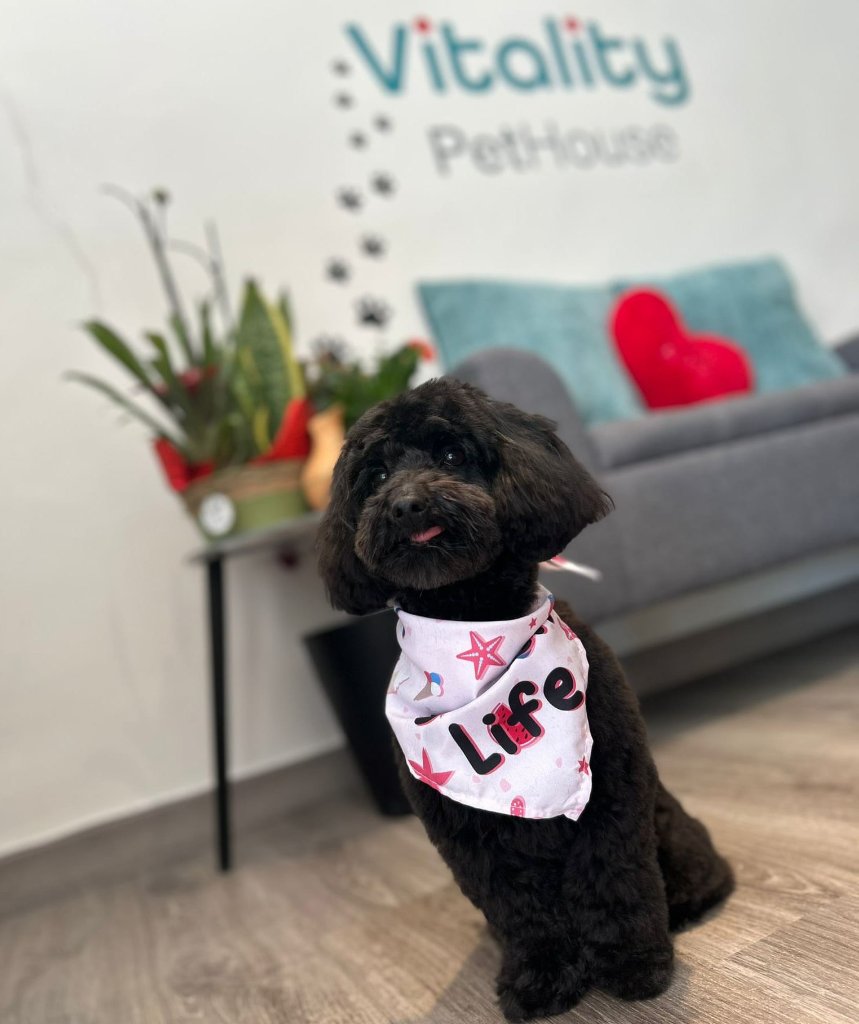 Perro caniche feliz en Vitality Pethouse, Vila-seca